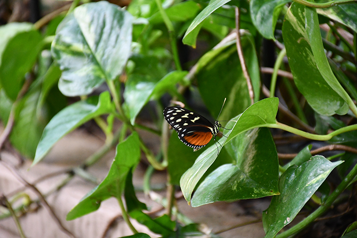 6862 MarcoCiavolino Week 25 Background DSC 0414