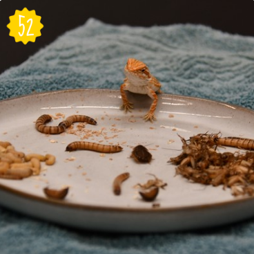 Ciavolino 202318 Food 52picks